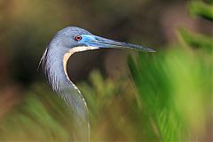 Tricolored Heron